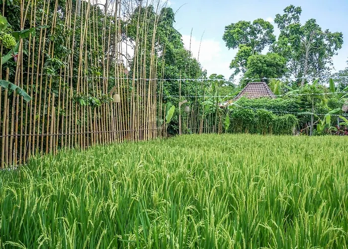 Resort Kts Balinese